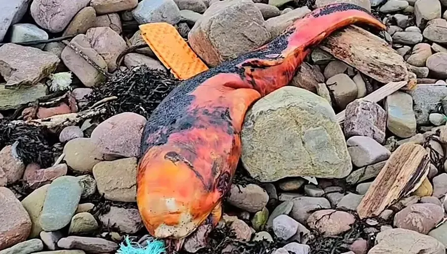 謎樣海洋生物入侵！亮橘色魚臉沒五官　專家一看滿頭問號