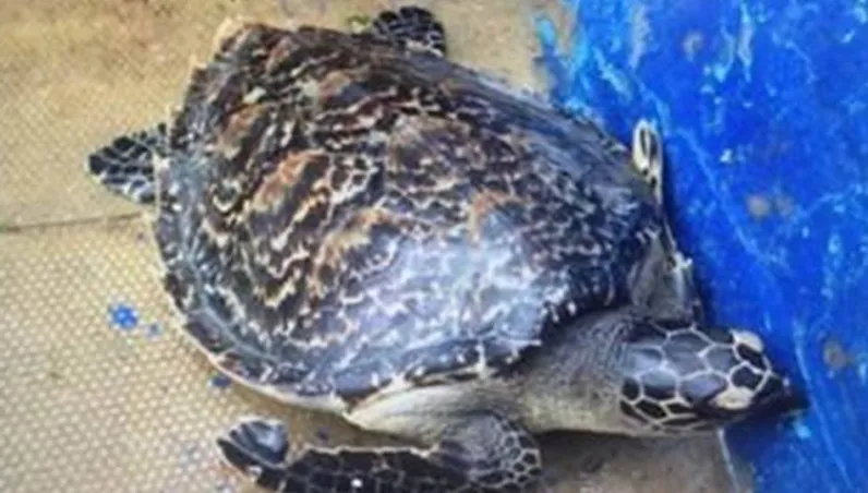 違法販賣保育類動物製品　男子網售玳瑁眼鏡下場曝光