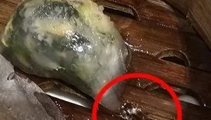 開心用餐驚見「蟑螂躺蒸籠」！店家免單補償致歉　添好運回應了