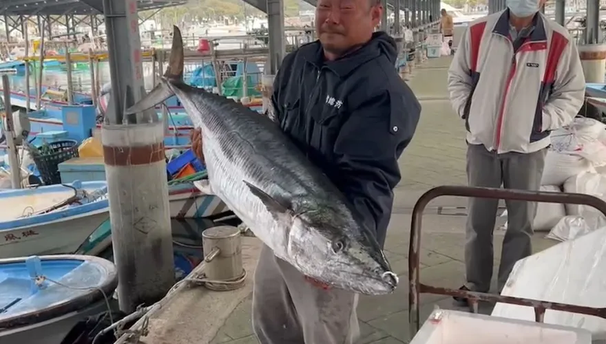 影/大戰半小時！30年資深船長釣上36公斤重的超級土魠魚　寫下安平漁港新紀錄