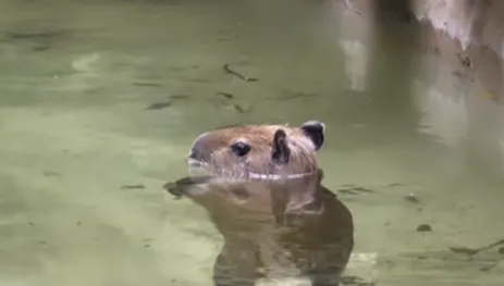影/麥可傑克森轉世？水豚君水中「月球漫步」萌翻網　動物園揭雙足行走真相