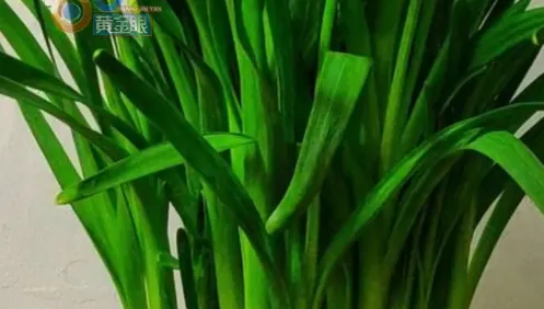 長得太像蒜苗！誤把有毒「水仙」吃下肚　夫妻倆「中毒狂嘔」急送醫