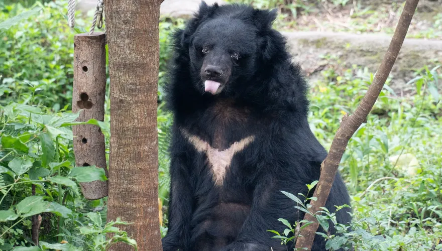 不痛了！北市動物園35歲「小熊」安樂死辭世　保育員含淚送別