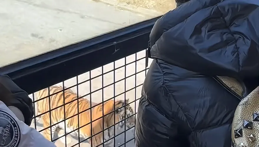 影/最壞身教！女子拿飲料潑灑動物園老虎　被勸阻後腦羞反嗆：關你什麼事？