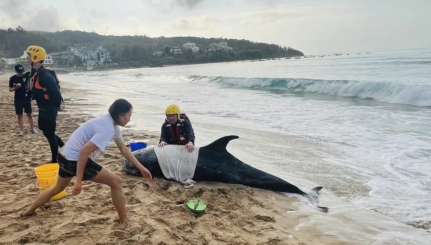 影/遭鯊魚攻擊！南灣鯨豚擱淺全身傷奄奄一息　搶救無效死亡