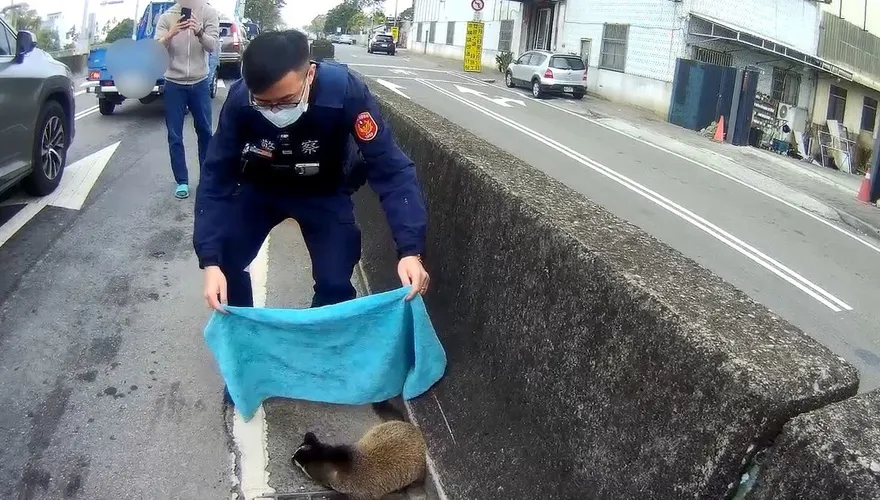 台中驚見白鼻心逛大街！驚嚇咬警　驚險圍捕畫面曝光