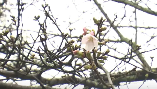 低溫推遲花季！東京賞櫻卻大撲空　遊客難掩失望情