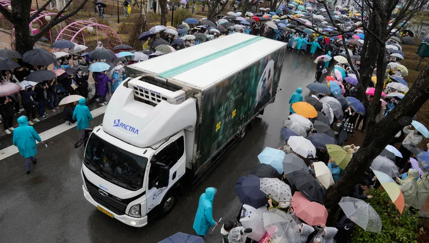 影/大貓熊福寶返陸6000民眾含淚送別　飼養員剛喪母仍堅持「一路相伴」