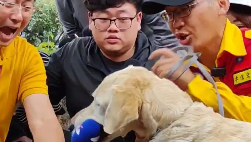 7.2強震撼全台/汪汪隊立大功！搜救犬Roger尋獲第3具遺體　下秒萌咬中天麥克風