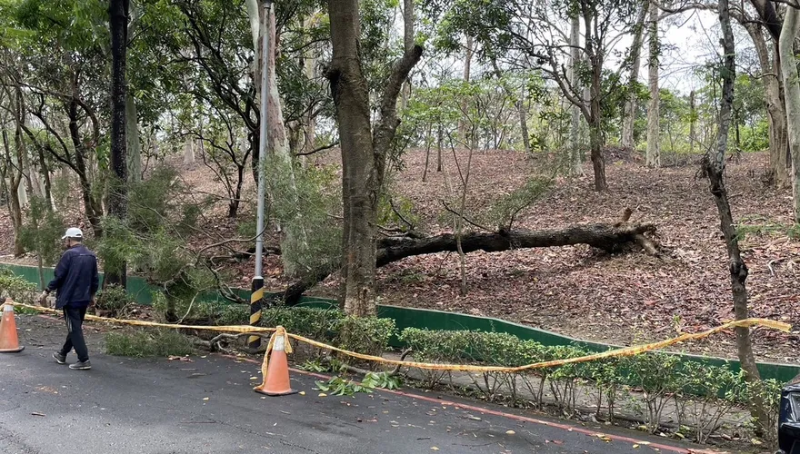 快訊／強風豪雨狂灌高雄！男步行澄清湖畔遭路樹砸頭　經搶救仍不治身亡