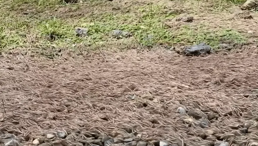 影/蠕動場面嚇死人！海量昆蟲遷徙「一波接一波」　氣象署：不代表地震將至