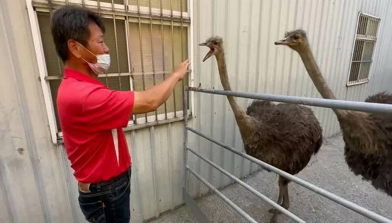 飼主現身收4600罰單！逃家鴕鳥賭氣咬他「太晚來了」　他開心喊：平安就好