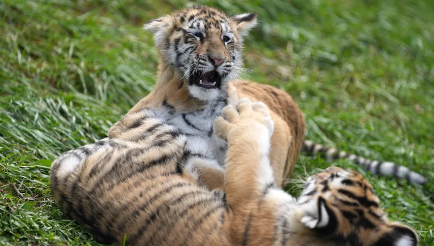 安徽野生動物園爆經營權糾紛　20隻東北虎疑疏於照顧死亡