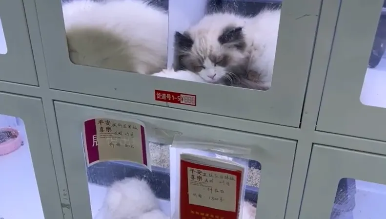 陸街頭驚現「寵物販賣機」！小貓被關狹窄櫥窗病懨懨樣　網怒：死好幾隻了