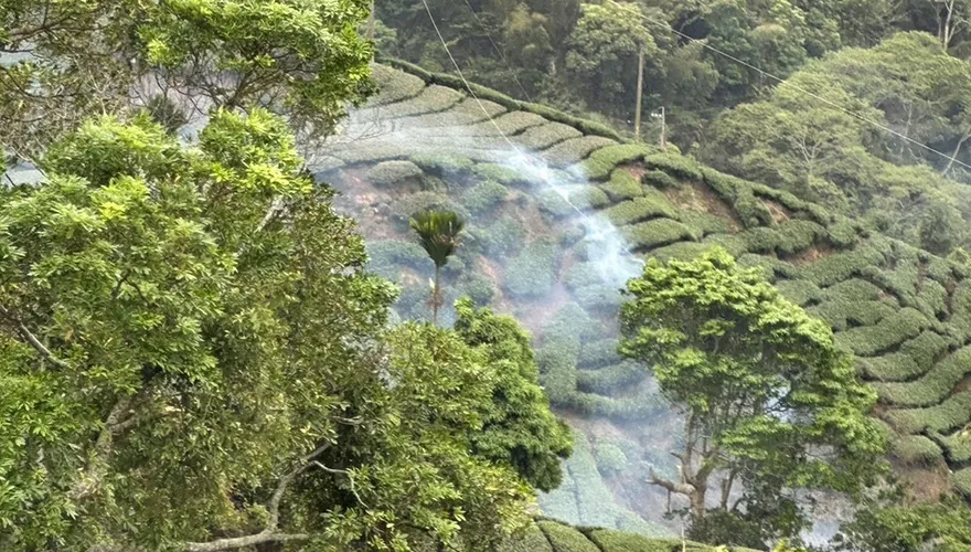 影/高壓電纜斷裂火燒茶園！求償卻被草率推託「天然災害」　台電道歉了