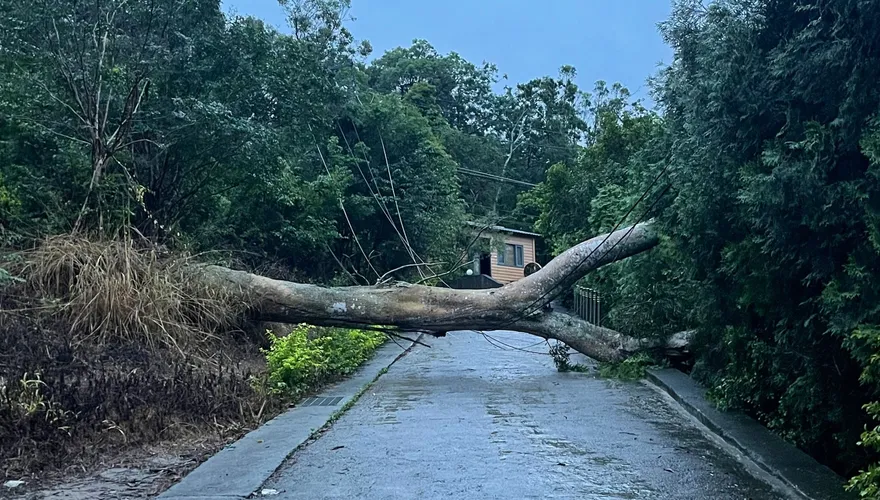苗栗苑裡雨彈侵襲！大樹倒塌壓斷電桿　33戶停電