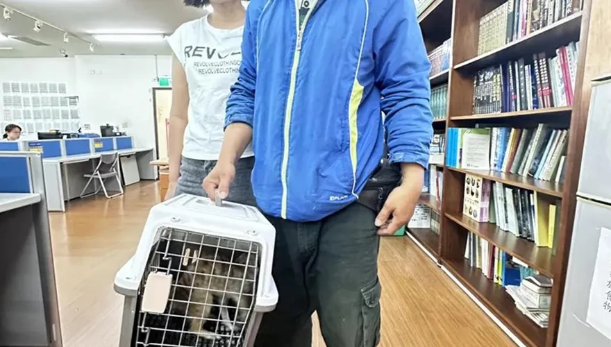 影／一定要幸福！走失狐獴「丁滿」開放領養　 97人登記…南投夫妻中籤
