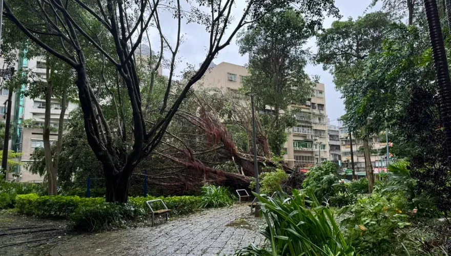 快訊/強颱凱米摧殘！台北樹倒扯斷電線　內湖575戶停電