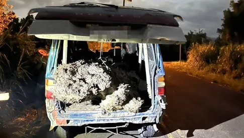 扁柏太香露餡！宜蘭山老鼠被逮　還找到1.08公克海洛因