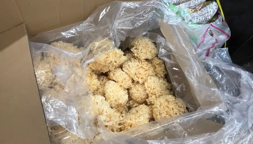 菊花驗出3種農藥超標！北市揪4件中藥材不合格　白木耳也上榜