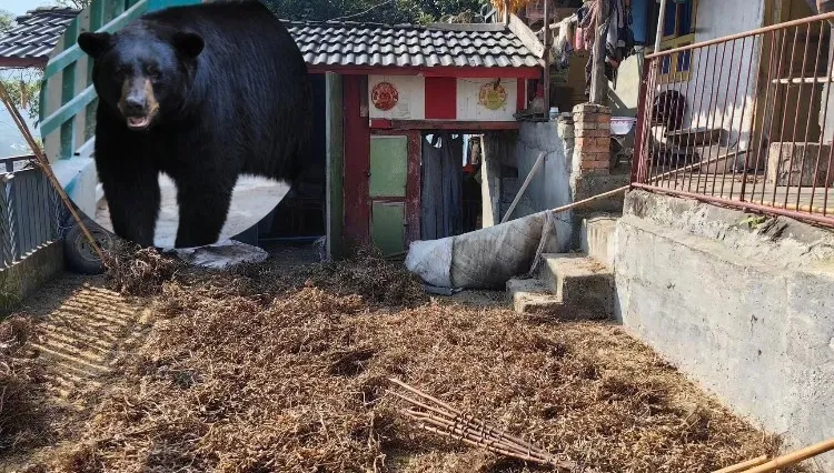 凌晨聞怪響！陸女屋主開門遭黑熊撲倒　丈夫拿斧頭狂砍救妻