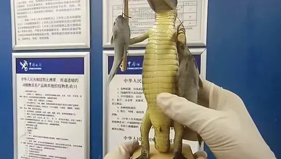 走私品無奇不有！陸海關機場查獲「鱷魚」　旅客辯：收藏用