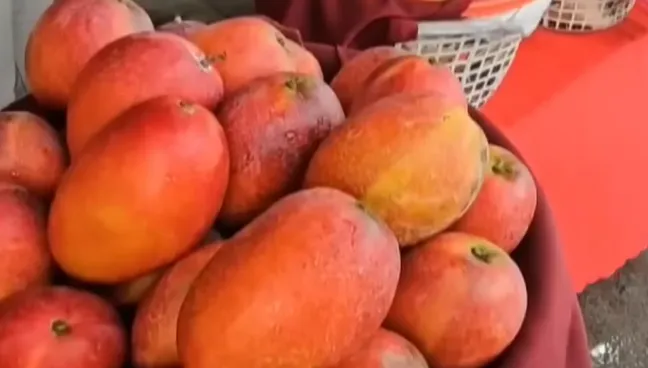 芒果季吃到爽？服用「華法林」藥物者　恐釀出血危機