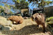 1年多大改造！高雄壽山動物園16日亮相試營運　新動物水豚、迷你驢登場