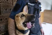 烏克蘭軍犬前線參戰重傷失去右耳下顎　傷癒後轉任警隊親善大使持續服務