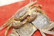 秋天吃蟹要注意…「死螃蟹不能吃」超市卻賣冷凍蟹　背後原因揭密