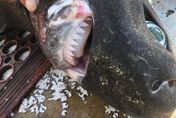 驚！650公尺深海捕獲怪魚　「凸眼暴牙」恐怖長相網嚇壞：外星異形？！