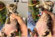 幼貓肚子「圓滾腫大」馬麻驚覺不對速送醫！獸醫道病因：只是有點胖…