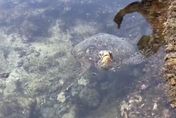 綠島礁岩驚見受困綠蠵龜　海巡協助重返大海