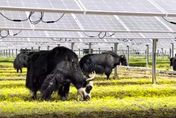 太陽能板下養犛牛！全球首個4500米超高海拔光伏電站四川投用