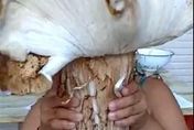 比臉還大！雲南村民挖到2.5公斤「菌王」　口感如何？他這麼說…