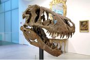 7600萬年前恐龍化石！霸王龍頭骨「麥西莫斯」拍賣價預估最高台幣6.22億元