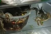 【影】陸女動手做生醃螃蟹　3小時候打開冰箱傻眼：全都「越獄」啦！