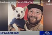 【影】22歲寵物狗獲認證「世界最長壽」　飼主揭秘訣：全心全意愛牠