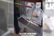 【影】南韓老婦手推車卡地鐵縫隙冒火花　眾人幫解圍她只顧撿菜