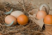 增產中！缺蛋危機、禽流感暫緩　農委會：若H5N1受控制　雞蛋、白肉雞供應無虞