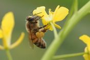 戶外活動要小心！研究：蜂螫好發時期在夏季、秋季　特別是「9月」