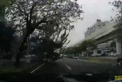 【影】9m大樹「被震鬆」…遇強風遭連根拔起！倒塌強壓休旅車　驚險畫面曝