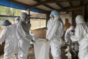 【影】H5N1禽流感肆虐！全台6禽場都確診　防檢局曝1原因：風險暴增