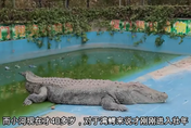 麻豆「巨鱷小河」送陸動物園5年成皮包骨　網友心疼：快被養死了！