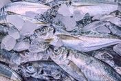遭禁輸的「午仔魚」竟是CP值最高的魚種？醫曝挑魚、料理技巧一次看！