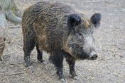 義大利「遭野豬入侵」民眾傷亡頻傳　眾議院批准「可在城市獵殺」惹議