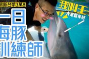 【中天車享家】一日海豚訓練師！海豚天天相伴「月薪38K」　揭密夢幻工作