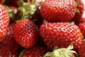 草莓控注意！冬季限定　醫揭「4好處」竟能保護泌尿道、助排便