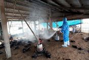 雲林2土雞場爆H5N1疫情　撲殺近1.6萬隻雞