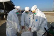 台南佳里養鵝場感染H5N1禽流感 逾千隻鵝遭撲殺